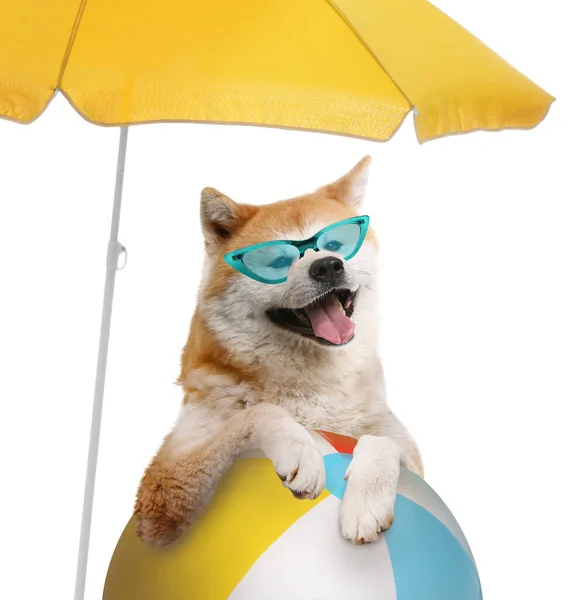 Cão Bonito Óculos Sol Sob Guarda Chuva Praia Fundo Branco — Fotografia de Stock