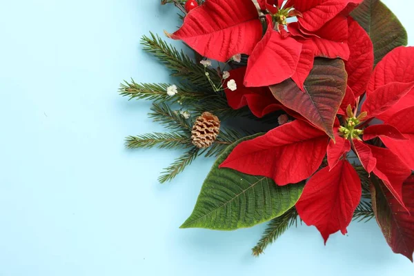 Composizione Laica Piatta Con Bella Poinsettia Sfondo Ciano Chiaro Spazio — Foto Stock