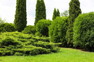 Beautiful view of green lawn, bushes and coniferous trees outdoors on spring day