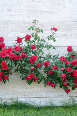 Beautiful blooming rose bush climbing on house wall