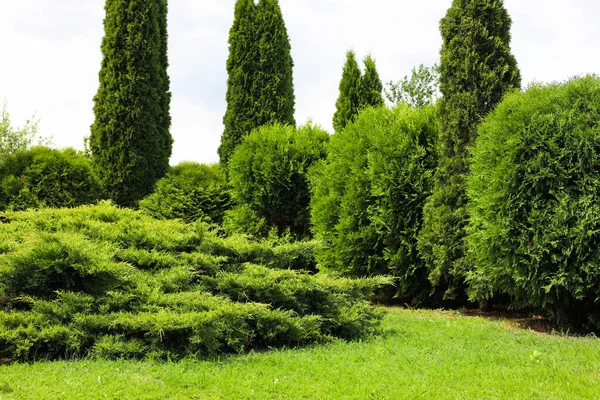 Beautiful View Green Lawn Bushes Coniferous Trees Outdoors Spring Day — 스톡 사진
