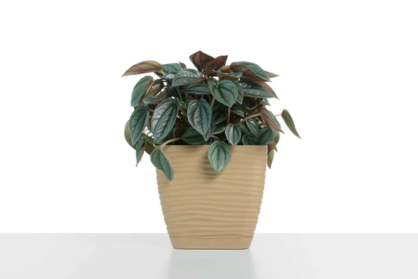 Bella Pianta Peperomia Vaso Isolata Bianco Arredamento Della Casa — Foto Stock