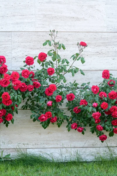 Beautiful Blooming Rose Bush Climbing House Wall —  Fotos de Stock