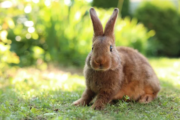 Söt Fluffig Kanin Grönt Gräs Utomhus Plats För Text — Stockfoto