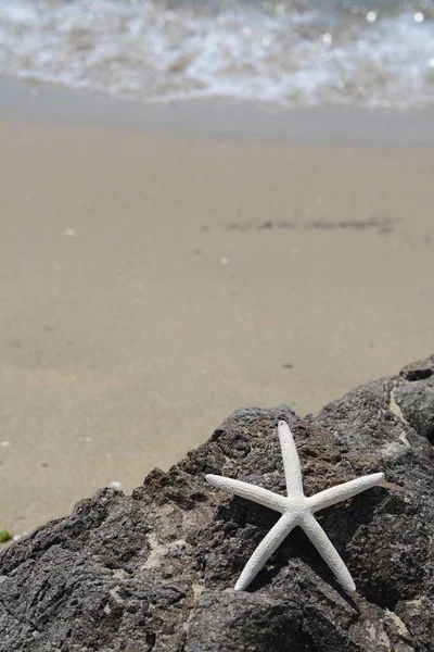 Beautiful Starfish Black Stone Sea Space Text — Stock fotografie