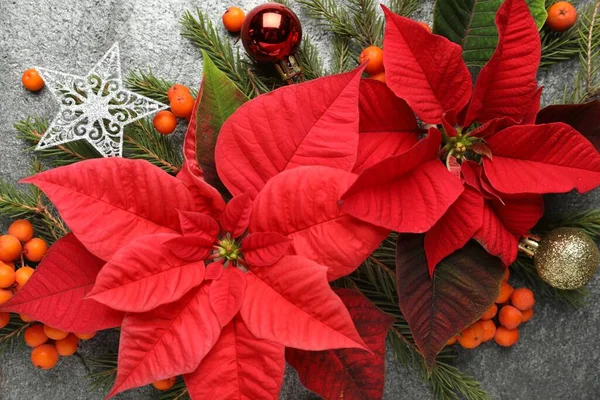 Composizione Flat Lay Con Bellissime Poinsettia Fondo Grigio Natale Fiore — Foto Stock