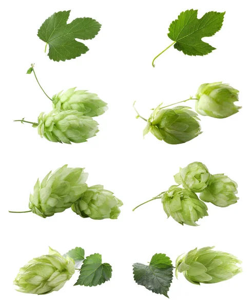 Ensemble Avec Houblon Vert Frais Sur Fond Blanc — Photo