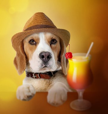 Şapkalı şirin bir köpek ve renkli bir kokteyl. Yaz partisi