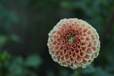 Yeşil bahçede güzel açan pembe yıldız çiçeği, yakın plan.