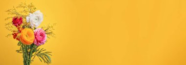 Sarı arka planda güzel ranunculus ve mimoza çiçekleri, metin için boşluk. Pankart tasarımı