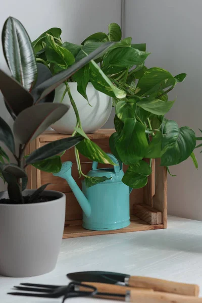 White Table Different Beautiful Houseplants Gardening Tools Indoors — Fotografia de Stock