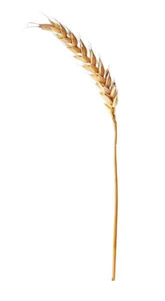 Dry Ear Wheat Isolated White — Stock Photo, Image