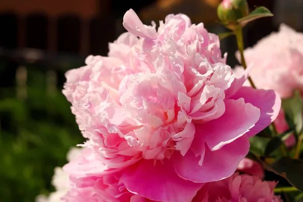 Maravilhosas Peônias Rosa Jardim Livre Close — Fotografia de Stock