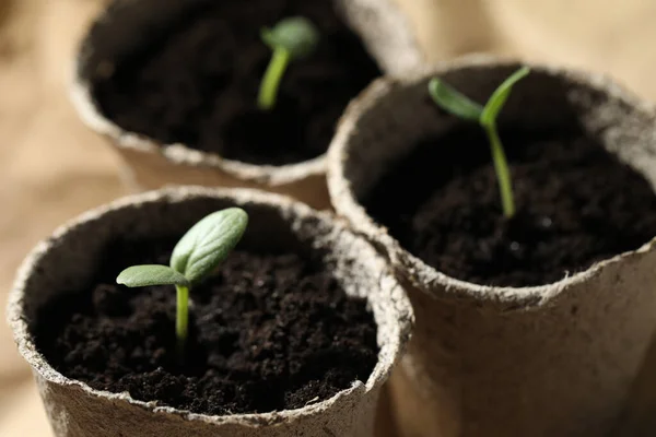 Jeunes Plants Pots Tourbe Vue Rapprochée — Photo