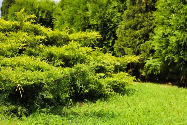 Beautiful View Green Lawn Bushes Coniferous Trees Outdoors Spring Day — Stockfoto