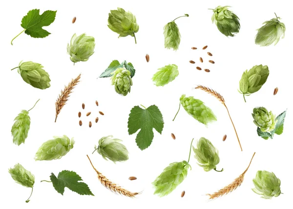 Chmel Zelené Listy Slupky Pšenice Bílém Pozadí — Stock fotografie