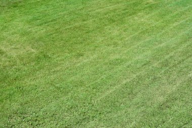 Güneşli bir günde, manzaranın üstünde güzel yeşil çimenler.