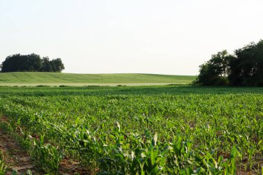 Beautiful agricultural field with green corn plants on sunny day