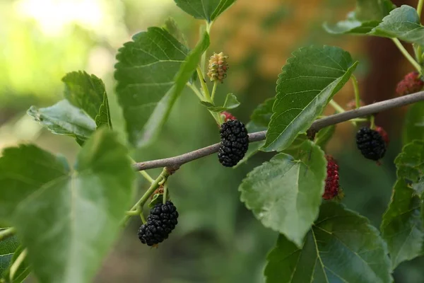 Branch Ripe Unripe Mulberries Garden Closeup —  Fotos de Stock