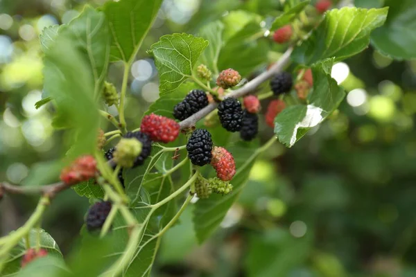 Branch Ripe Unripe Mulberries Garden Closeup — 스톡 사진
