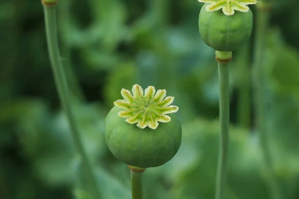 Green Poppy Heads Growing Field Closeup — 스톡 사진