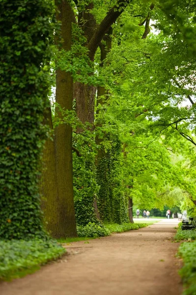 Schöne Aussicht Auf Den Grünen Park Mit Wegen Und Bäumen — Stockfoto