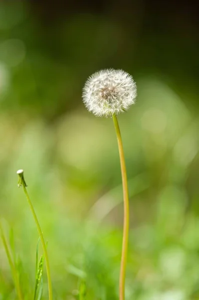 Beautiful Dandelion Green Grass Outdoors Closeup View — Stock Photo, Image