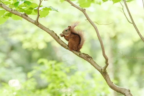 森の木の枝にナッツとかわいい赤いリス — ストック写真