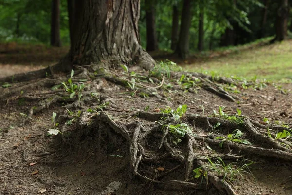 Tree Roots Visible Ground Forest — 스톡 사진