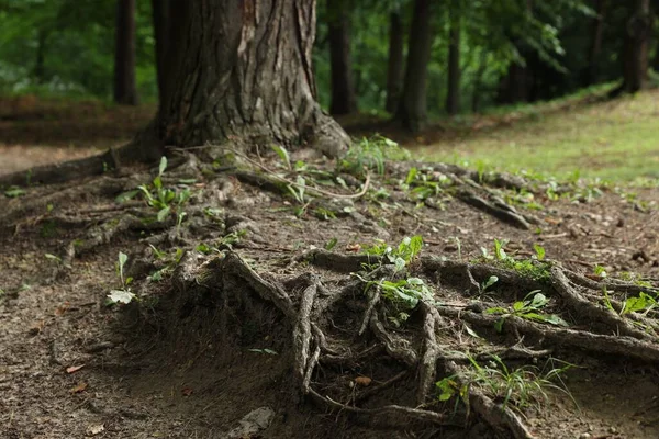 Tree Roots Visible Ground Forest — Stock Fotó