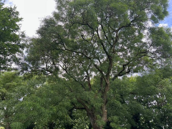 Beautiful tree with green leaves against cloudy sky, low angle view