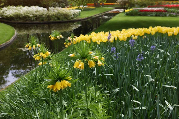 Parque Con Hermosas Flores Canal Agua Temporada Primavera — Foto de Stock