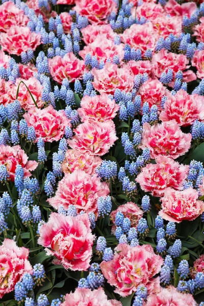 Many Beautiful Tulip Muscari Flowers Growing Outdoors Spring Season — Stock Fotó