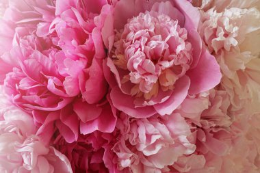Closeup view of beautiful pink peony bouquet