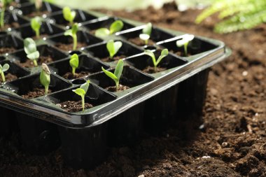 Seedling tepsisi ve açık havada taze sebze filizleri.