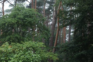 Açık havada bir sürü güzel yeşil ağaç ve çalı var. Peyzaj tasarımı