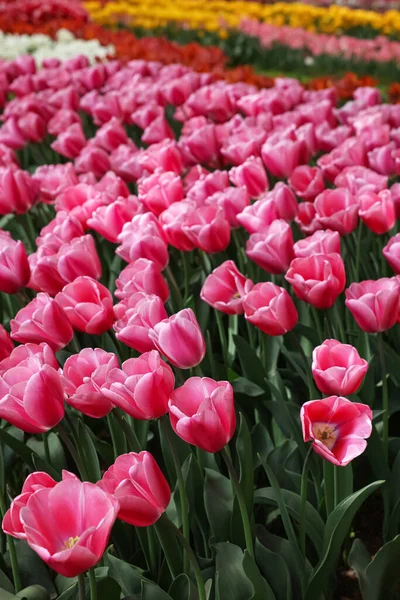 Many Beautiful Tulip Flowers Growing Outdoors Spring Season — Fotografia de Stock