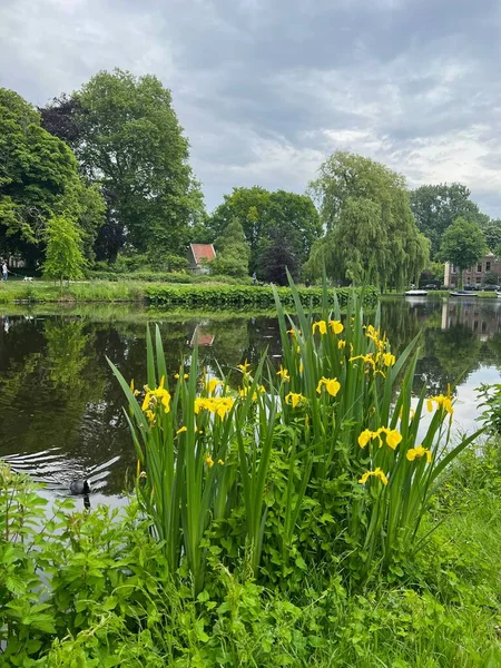 Beautiful Yellow Iris Flowers Growing City Canal — Stock Fotó