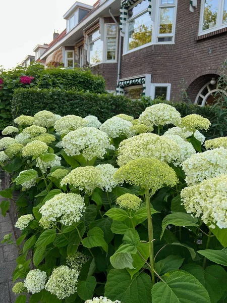 Hortensia Plant Beautiful Flowers Growing Outdoors — 图库照片