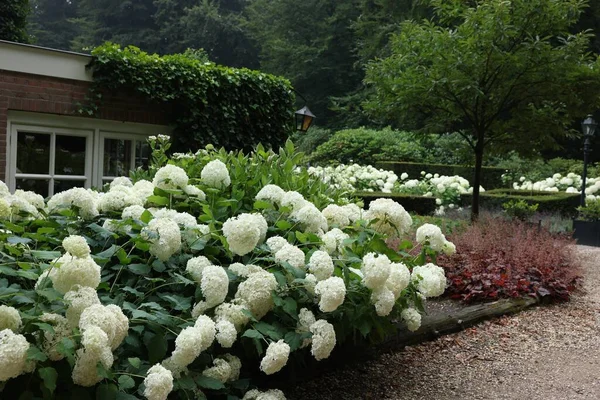 Прекрасні Квітучі Білі Гортензії Перед Будинком Ландшафтний Дизайн — стокове фото