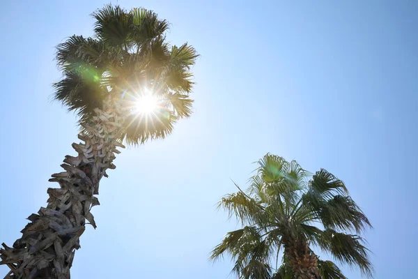 Beautiful Palm Trees Green Leaves Blue Sky Low Angle View — Stockfoto
