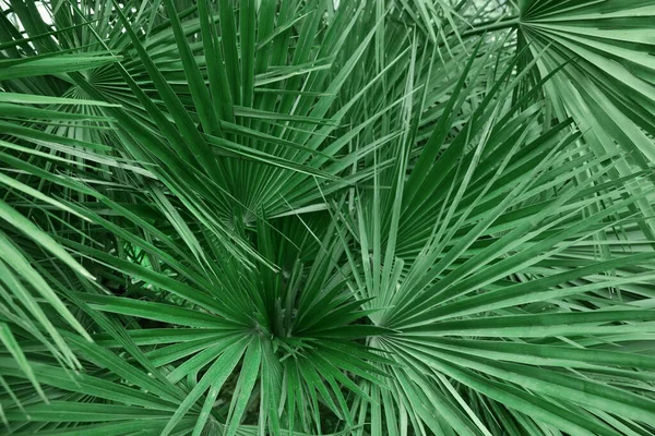 Beautiful Green Tropical Leaves Outdoors Closeup View — Stockfoto
