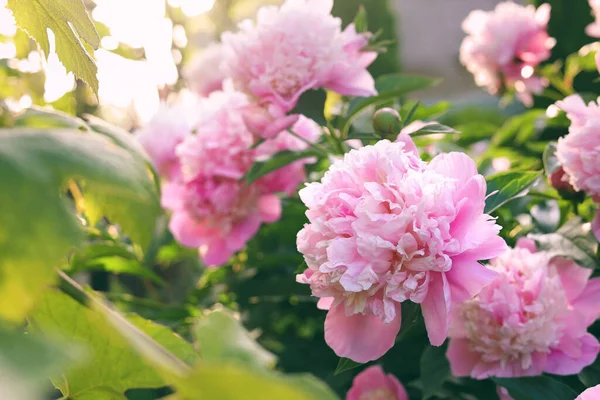 Blooming Peony Plant Beautiful Pink Flowers Outdoors Closeup — Stock Fotó