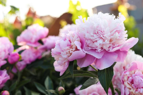 Blooming Peony Plant Beautiful Pink Flowers Outdoors Closeup Space Text — Fotografia de Stock