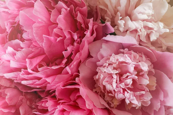 Closeup View Beautiful Pink Peony Bouquet — Fotografia de Stock
