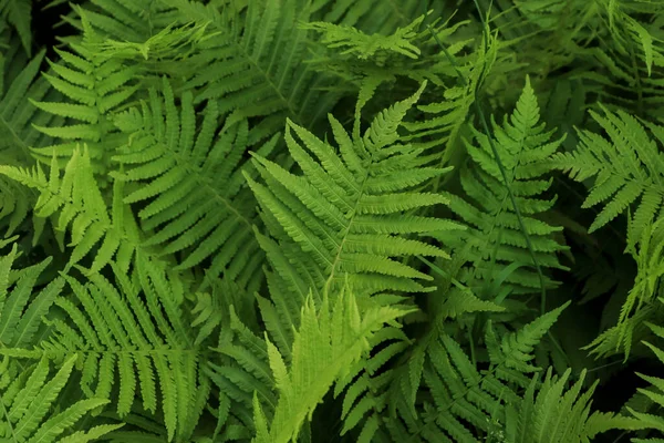 Beautiful Fern Lush Green Leaves Growing Outdoors — 스톡 사진