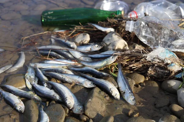 Dead fishes and trash near river. Environmental pollution concept