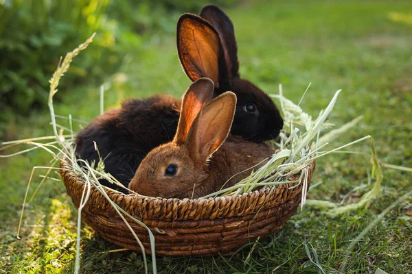 Schattige Pluizige Konijnen Rieten Kom Met Droog Gras Buiten — Stockfoto