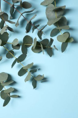 Açık mavi arka planda taze yaprakları olan okaliptüs dalları, düz bir zemin. Metin için boşluk