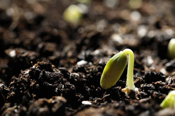 Little Green Seedling Growing Soil Closeup Space Text — Stock Photo, Image